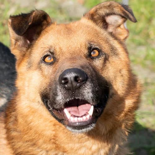 RICO, male puppy Mixed Breed for adoption at Fundacja Puszatek, Warszawa