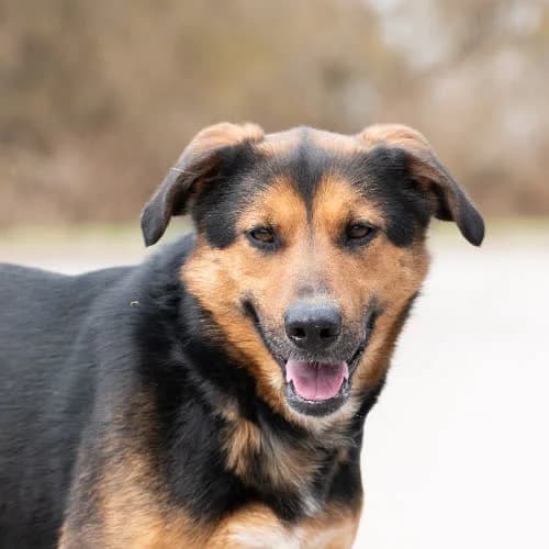 ZADRA, female puppy Mixed Breed for adoption at Fundacja Puszatek, Warszawa