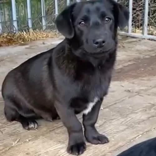 Jasio, male puppy Mixed Breed for adoption at Fundacja Puszatek, Warszawa