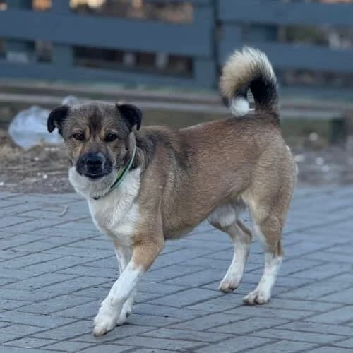 Hamlet, male puppy Mixed Breed for adoption at Fundacja Puszatek, Warszawa