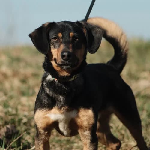 Blum, male puppy Mixed Breed for adoption at Fundacja Puszatek, Warszawa
