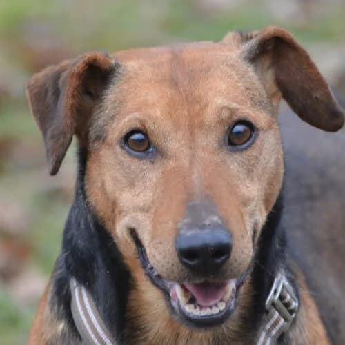 Rambo, male 5yo Mixed Breed for adoption at Fundacja Puszatek, Warszawa