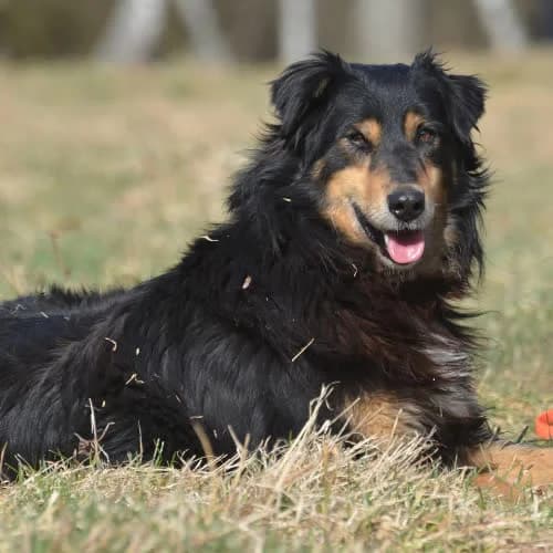 Saudi, male 5yo Mixed Breed for adoption at Fundacja Puszatek, Warszawa