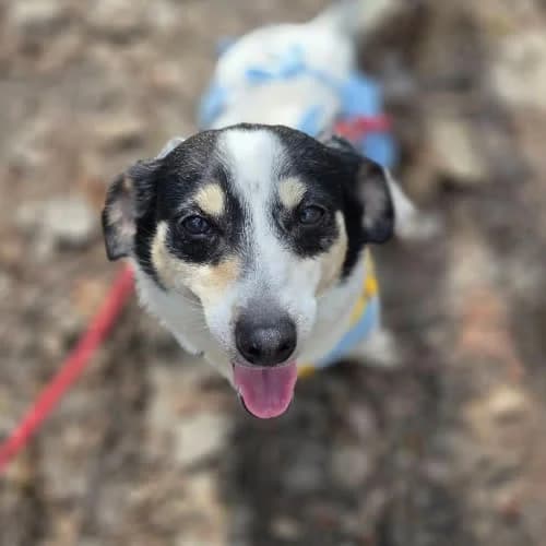 Jack Russel sunia, female puppy Mixed Breed for adoption at Fundacja Puszatek, Warszawa