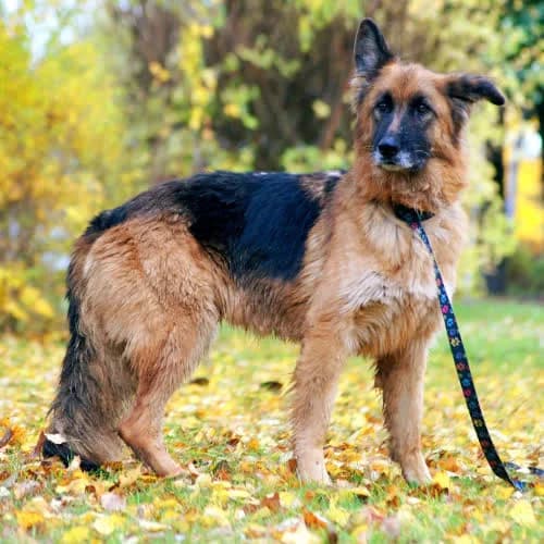 DRAKA, male puppy Mixed Breed for adoption at Fundacja Puszatek, Warszawa