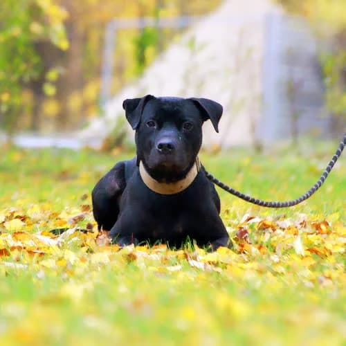 PRINCU, male puppy Mixed Breed for adoption at Fundacja Puszatek, Warszawa