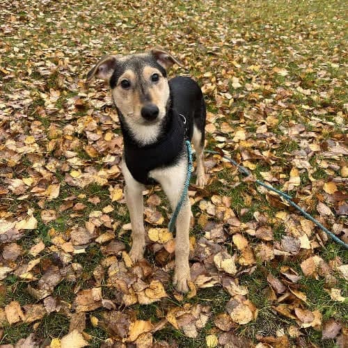 TADEUSZ, male puppy Mixed Breed for adoption at Fundacja Puszatek, Warszawa