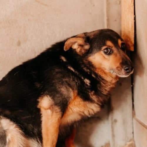 Dragon, male puppy Mixed Breed for adoption at Fundacja Puszatek, Warszawa
