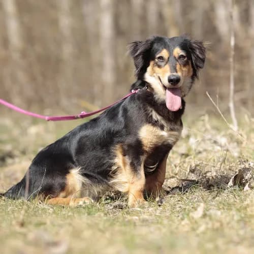 Renia, female puppy Mixed Breed for adoption at Fundacja Puszatek, Warszawa