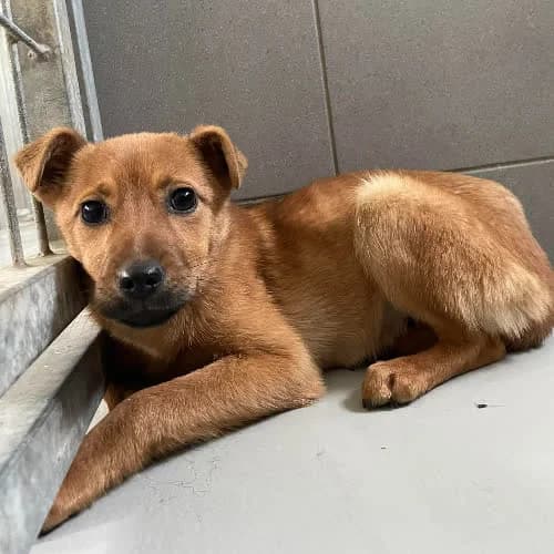 Rudzia, female 4yo Mixed Breed for adoption at Fundacja Puszatek, Warszawa