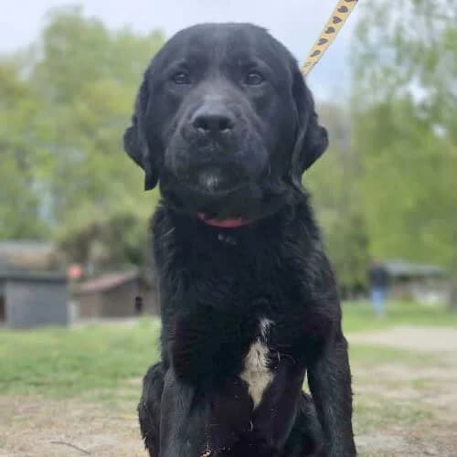 Labrador Dafi, male puppy Mixed Breed for adoption at Fundacja Puszatek, Warszawa