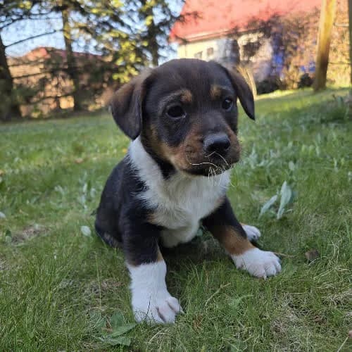 Tobi, male young Mixed Breed for adoption at Fundacja Puszatek, Warszawa