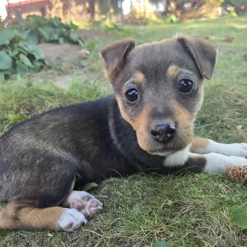 Rita, female young Mixed Breed for adoption at Fundacja Puszatek, Warszawa