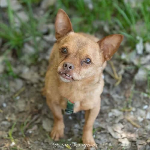 LESIO, male puppy Mixed Breed for adoption at Fundacja Puszatek, Warszawa