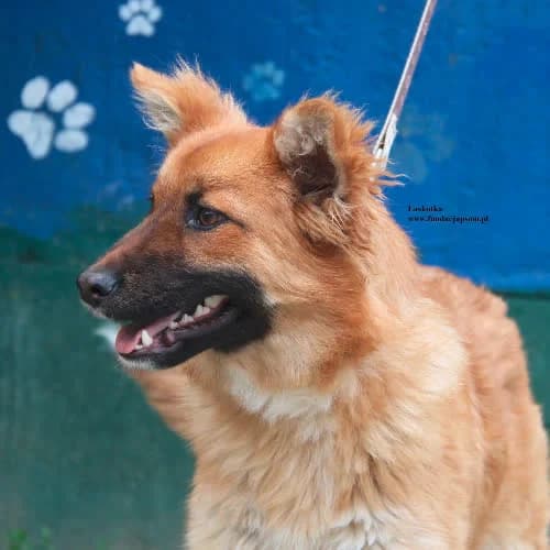 Łaskotka, female senior Mixed Breed for adoption at Fundacja Puszatek, Warszawa