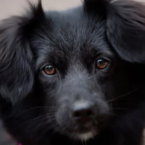Kola, female puppy Mixed Breed for adoption at Fundacja Puszatek, Warszawa