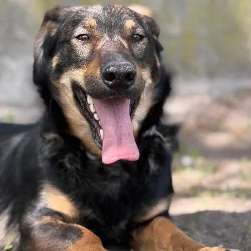 Skrapi, male puppy Mixed Breed for adoption at Fundacja Puszatek, Warszawa