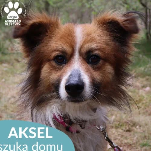 Aksel, male puppy Mixed Breed for adoption at Fundacja Puszatek, Warszawa