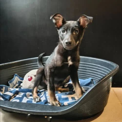 ELIE, female 6yo Mixed Breed for adoption at Fundacja Puszatek, Warszawa