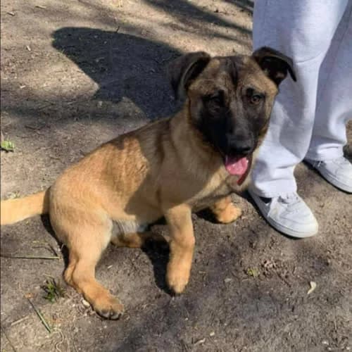 MALFOY, male 6yo Mixed Breed for adoption at Fundacja Puszatek, Warszawa