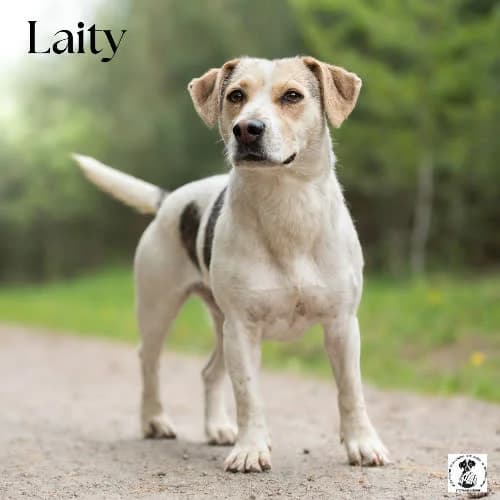 otwarta LAITY, female puppy Mixed Breed for adoption at Fundacja Puszatek, Warszawa