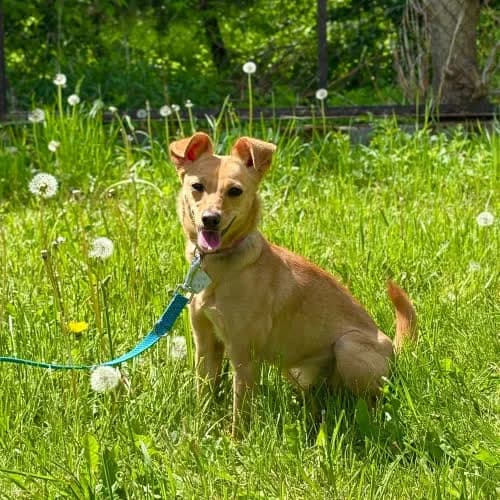 Agrafka, female puppy Mixed Breed for adoption at Fundacja Puszatek, Warszawa