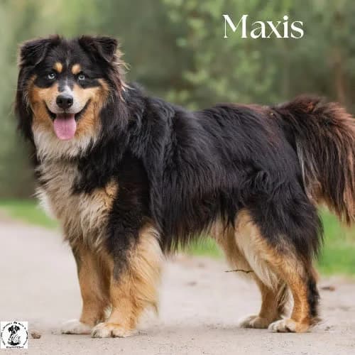 magnetyczny MAXIS, male young Mixed Breed for adoption at Fundacja Puszatek, Warszawa