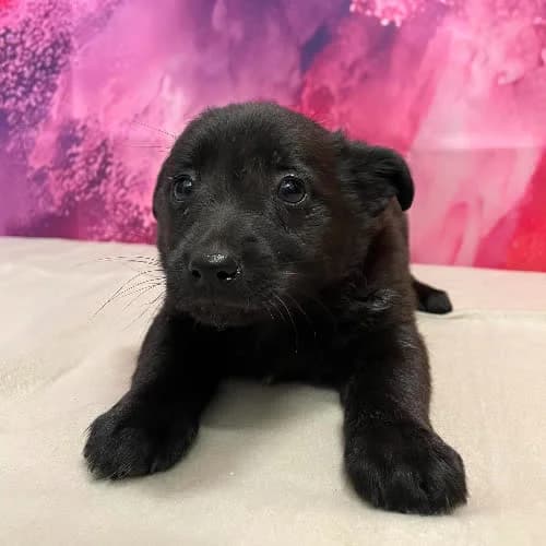 Negro-Rezerw, male young Mixed Breed for adoption at Fundacja Puszatek, Warszawa