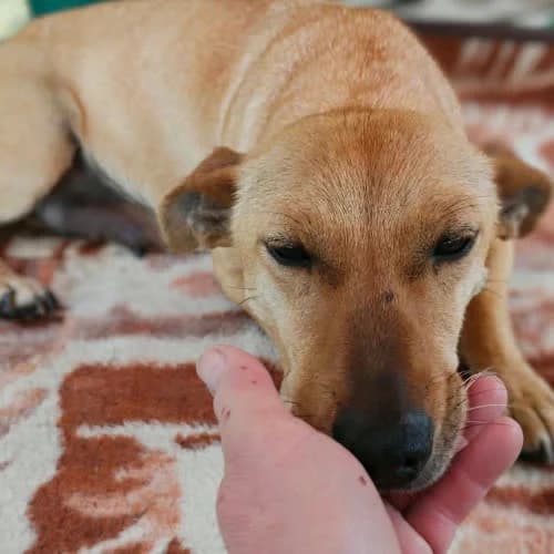 Sunia Warta, female puppy Mixed Breed for adoption at Fundacja Puszatek, Warszawa