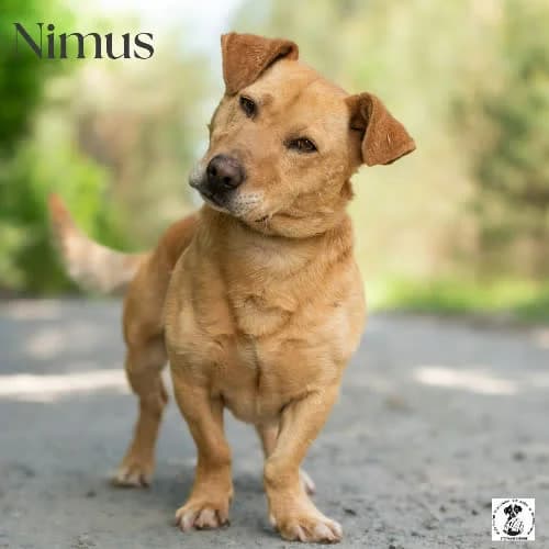 spokojny NIMUS, male puppy Mixed Breed for adoption at Fundacja Puszatek, Warszawa
