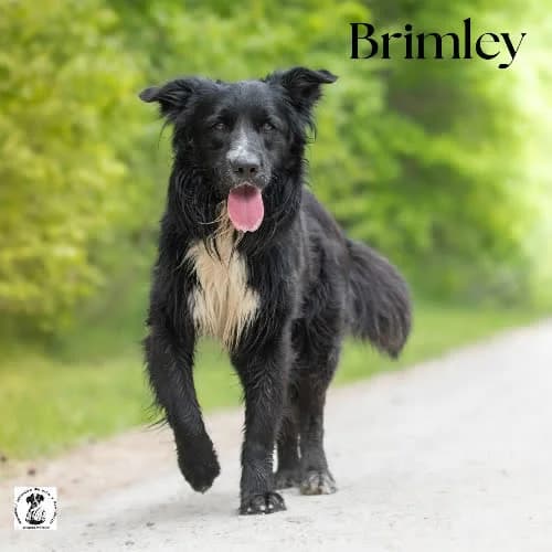 aktywny BRILMEY, male puppy Mixed Breed for adoption at Fundacja Puszatek, Warszawa