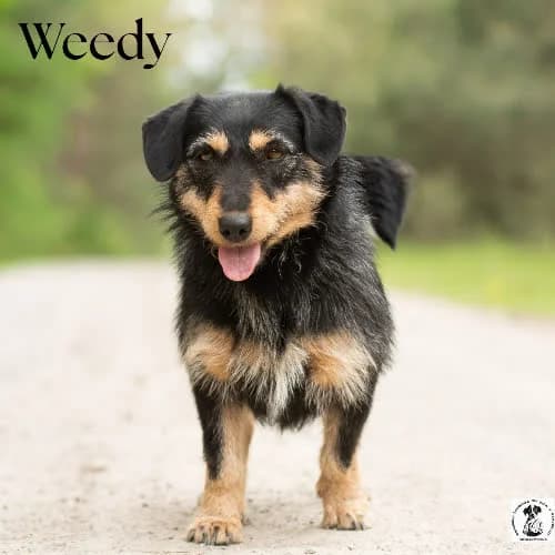 ułożona WEEDY, female puppy Mixed Breed for adoption at Fundacja Puszatek, Warszawa