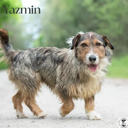 wesoły YAZMIN, male 4yo Mixed Breed for adoption at Fundacja Puszatek, Warszawa