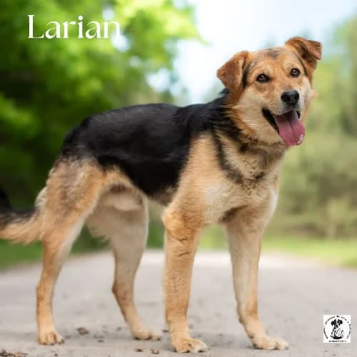 grzeczny LARIAN, male puppy Mixed Breed for adoption at Fundacja Puszatek, Warszawa