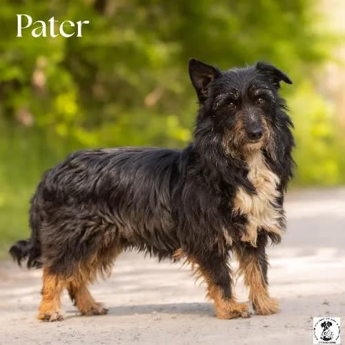 westie PATER;), male young Mixed Breed for adoption at Fundacja Puszatek, Warszawa