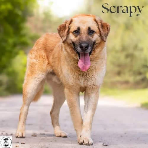 stabilny SCRAPY, male puppy Mixed Breed for adoption at Fundacja Puszatek, Warszawa