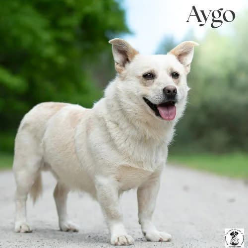 wrażliwy AYGO, male 4yo Mixed Breed for adoption at Fundacja Puszatek, Warszawa