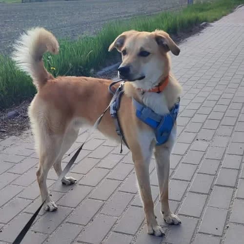 Skubi, male puppy Mixed Breed for adoption at Fundacja Puszatek, Warszawa