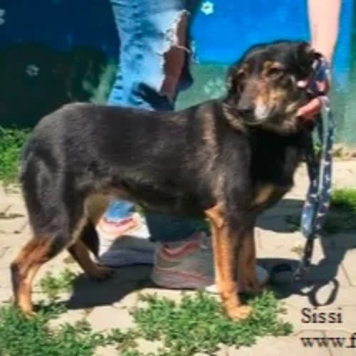 Sissi, female puppy Mixed Breed for adoption at Fundacja Puszatek, Warszawa
