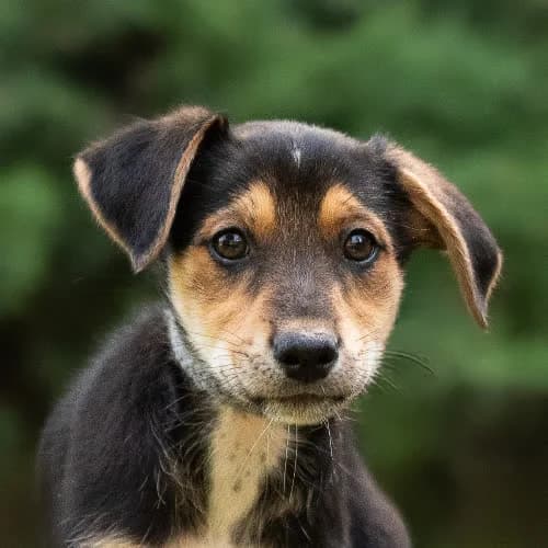 spokojny MAURICIO, male 3yo Mixed Breed for adoption at Fundacja Puszatek, Warszawa