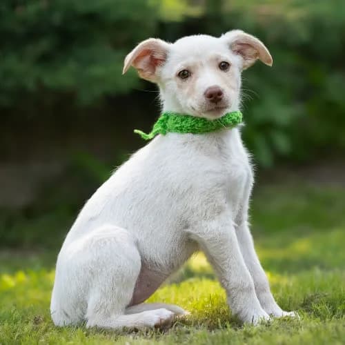 ciekawska LOLITTA, female 3yo Mixed Breed for adoption at Fundacja Puszatek, Warszawa