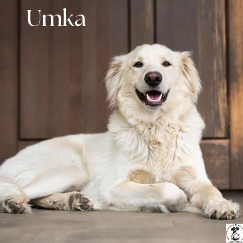 wesoły UMKA, male puppy Mixed Breed for adoption at Fundacja Puszatek, Warszawa