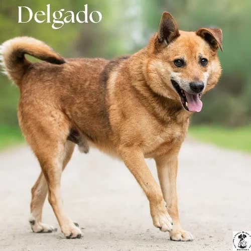 lojalny DELAGO, male 5yo Mixed Breed for adoption at Fundacja Puszatek, Warszawa
