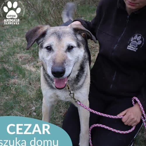 Cezar, male puppy Mixed Breed for adoption at Fundacja Puszatek, Warszawa