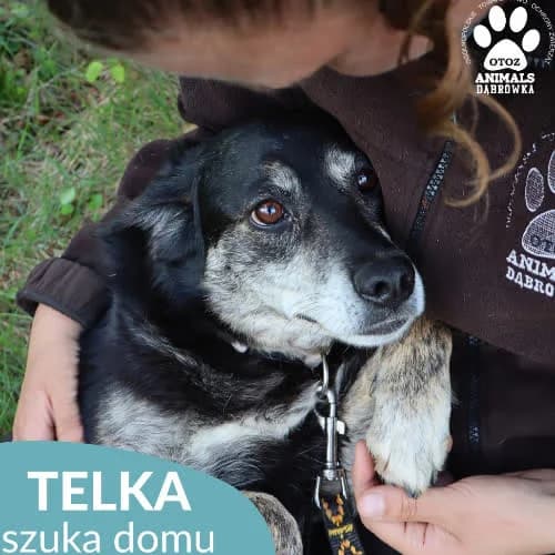 Telka, female puppy Mixed Breed for adoption at Fundacja Puszatek, Warszawa