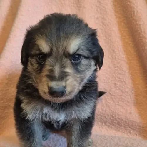 Cynamon, male young Mixed Breed for adoption at Fundacja Puszatek, Warszawa