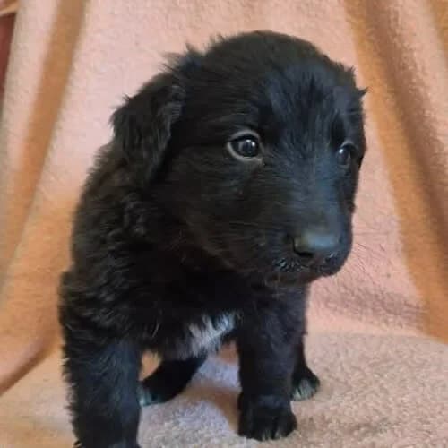 Cytrus, male young Mixed Breed for adoption at Fundacja Puszatek, Warszawa