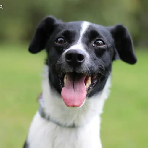 Figa, female puppy Mixed Breed for adoption at Fundacja Puszatek, Warszawa