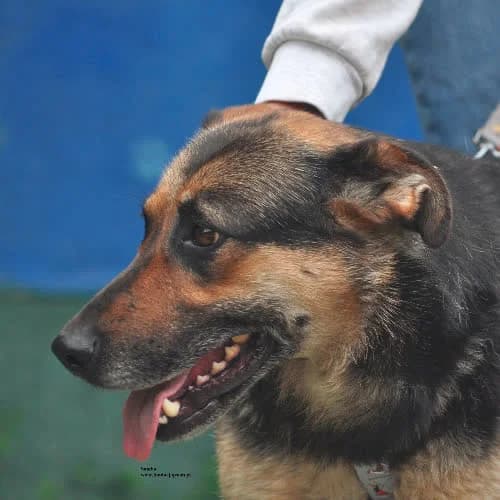 Samba, female puppy Mixed Breed for adoption at Fundacja Puszatek, Warszawa