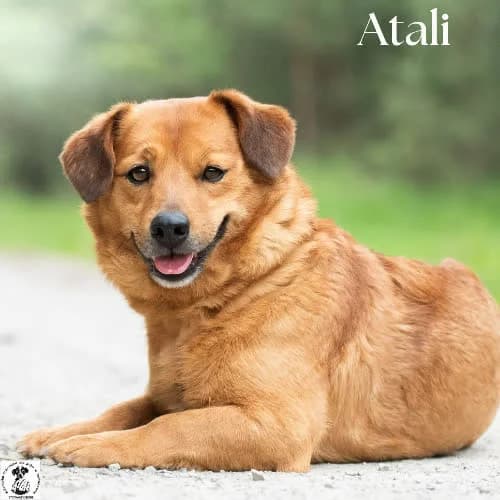 przylepka ATALI, male puppy Mixed Breed for adoption at Fundacja Puszatek, Warszawa